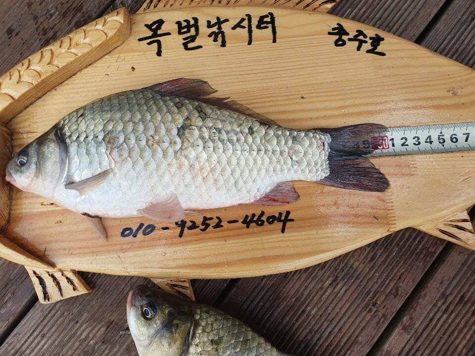 솔 42 43cm 대물붕어 목벌에도 4짜 꽃바위 키로급장어 허리급 붕어조황 (조황조행기 - 특파원조황)