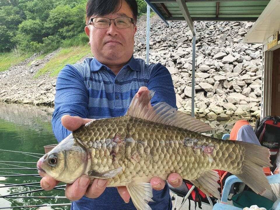 솔 42 43cm 대물붕어 목벌에도 4짜 꽃바위 키로급장어 허리급 붕어조황 (조황조행기 - 특파원조황)