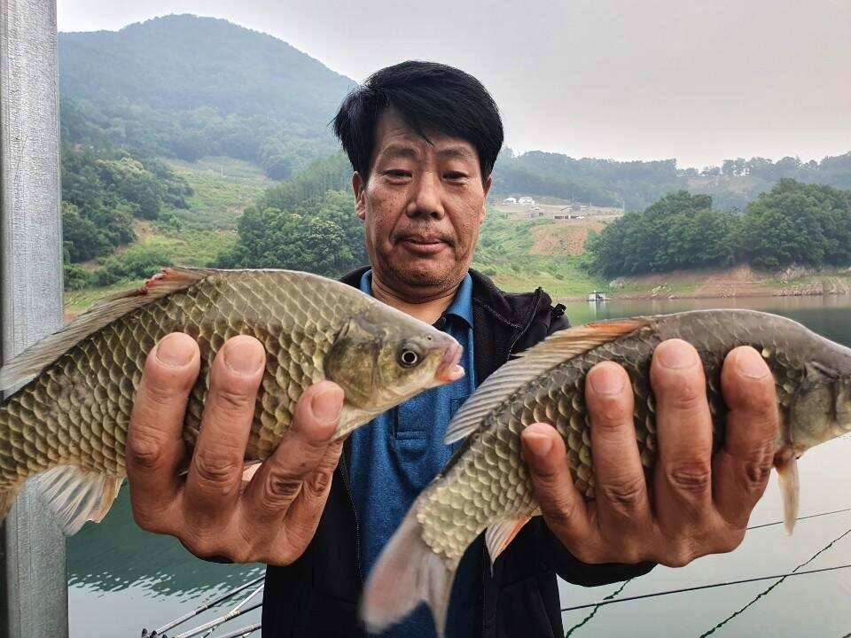 솔 42 43cm 대물붕어 목벌에도 4짜 꽃바위 키로급장어 허리급 붕어조황 (조황조행기 - 특파원조황)