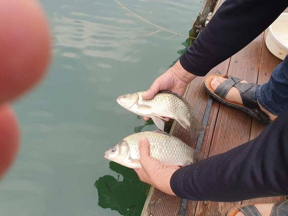 솔 42 43cm 대물붕어 목벌에도 4짜 꽃바위 키로급장어 허리급 붕어조황 (조황조행기 - 특파원조황)
