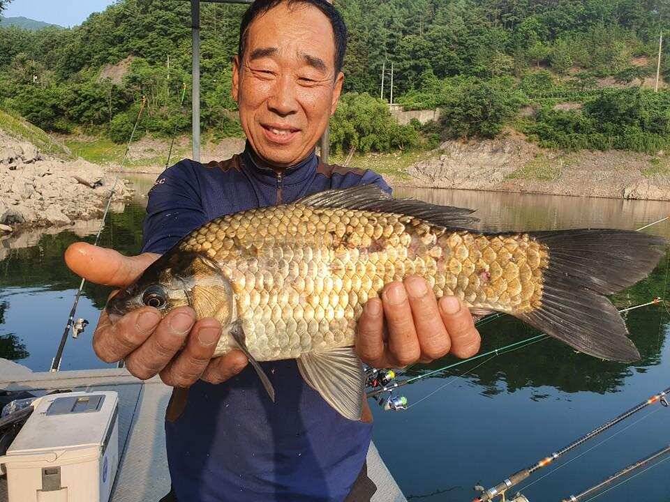 솔 42 43cm 대물붕어 목벌에도 4짜 꽃바위 키로급장어 허리급 붕어조황 (조황조행기 - 특파원조황)