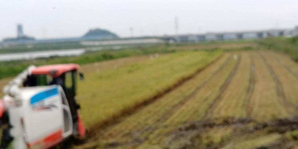 남양호평택호 조황 (조황조행기 - 특파원조황)