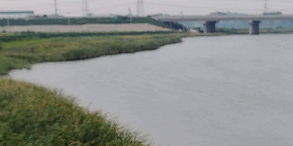 남양호평택호 조황 (조황조행기 - 특파원조황)