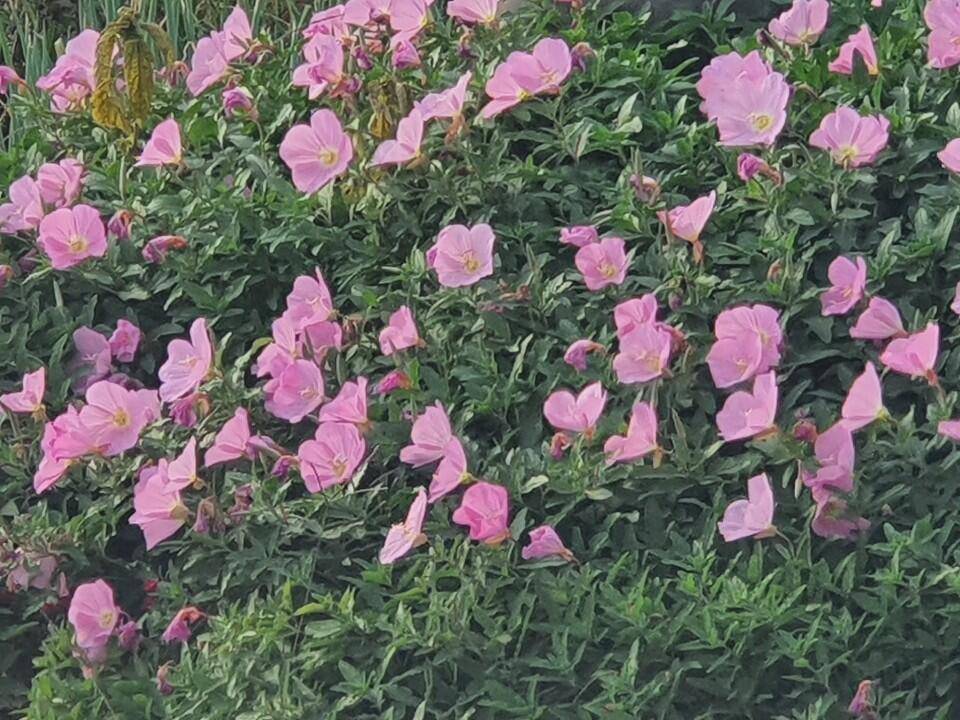 남양호평택호 가을 장사들 (조황조행기 - 특파원조황)