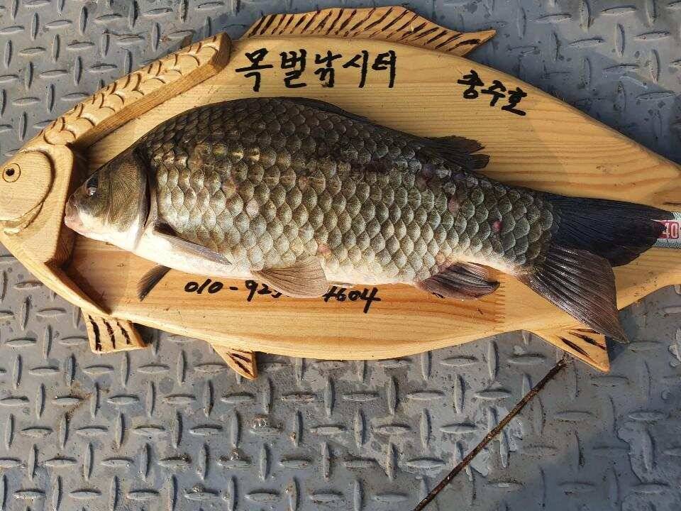 솔 42 43cm 대물붕어 목벌에도 4짜 꽃바위 키로급장어 허리급 붕어조황 (조황조행기 - 특파원조황)