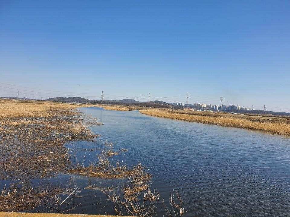 평택호남양호 덩어리 (조황조행기 - 특파원조황)
