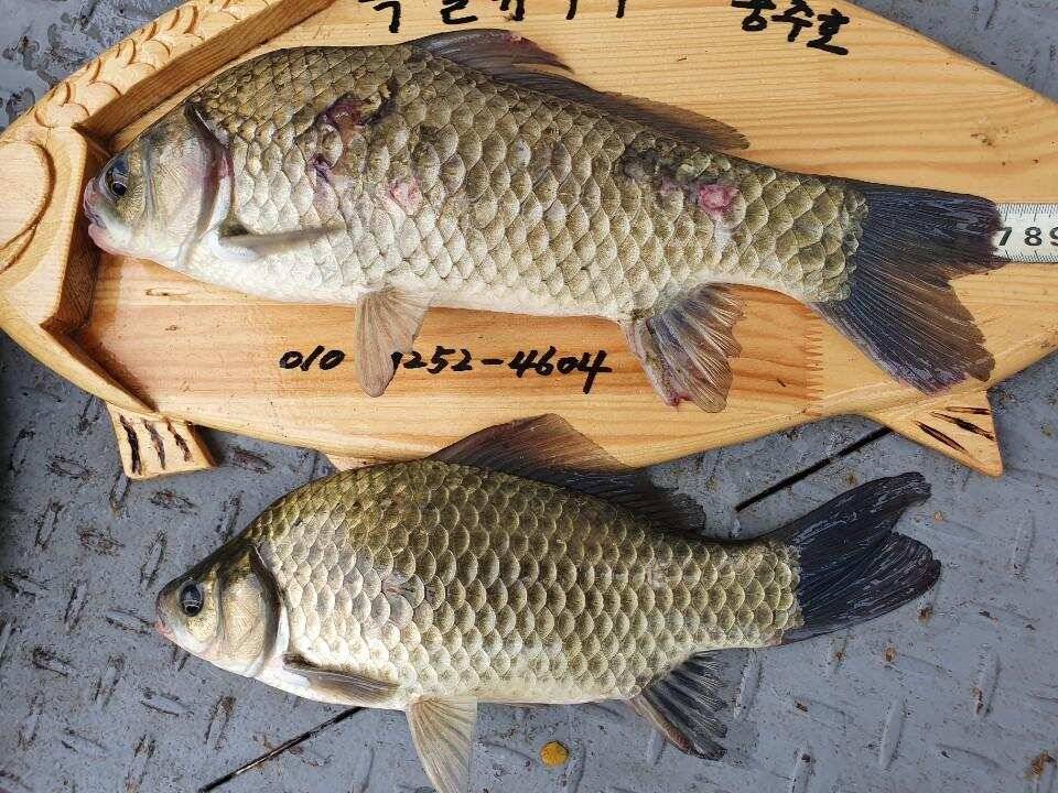 솔 42 43cm 대물붕어 목벌에도 4짜 꽃바위 키로급장어 허리급 붕어조황 (조황조행기 - 특파원조황)