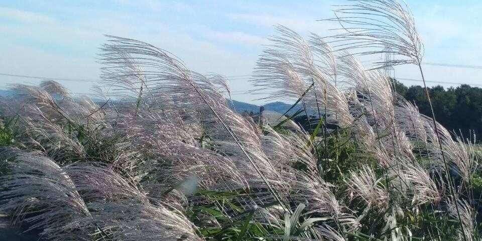 평택호남양호 가을붕어 (조황조행기 - 특파원조황)