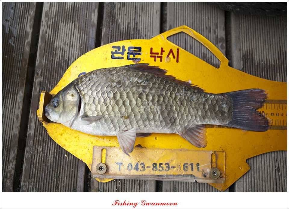 늘푸른 415 cm 대물 (조황조행기 - 특파원조황)