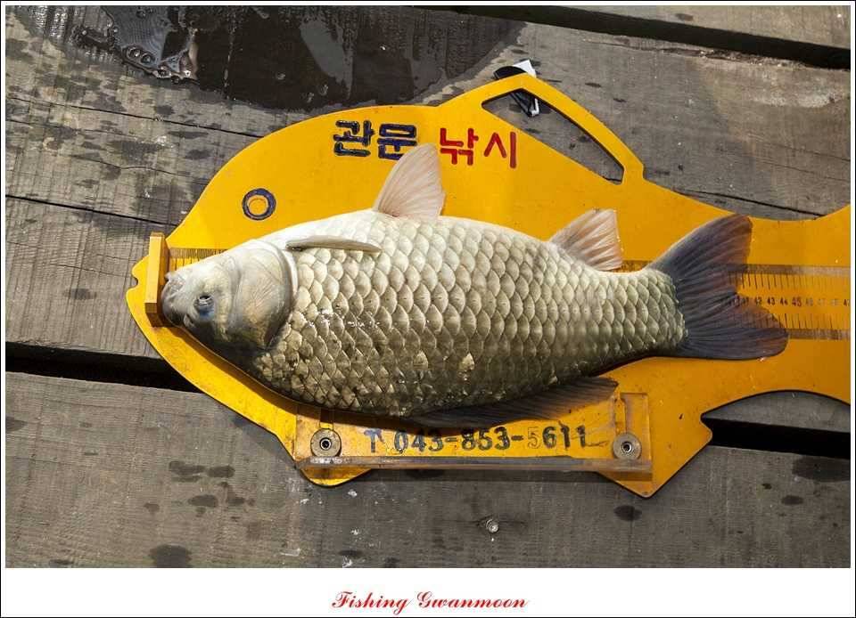 대류 한버들 45 cm44 cm36 cm화곡지 월척들 (조황조행기 - 특파원조황)