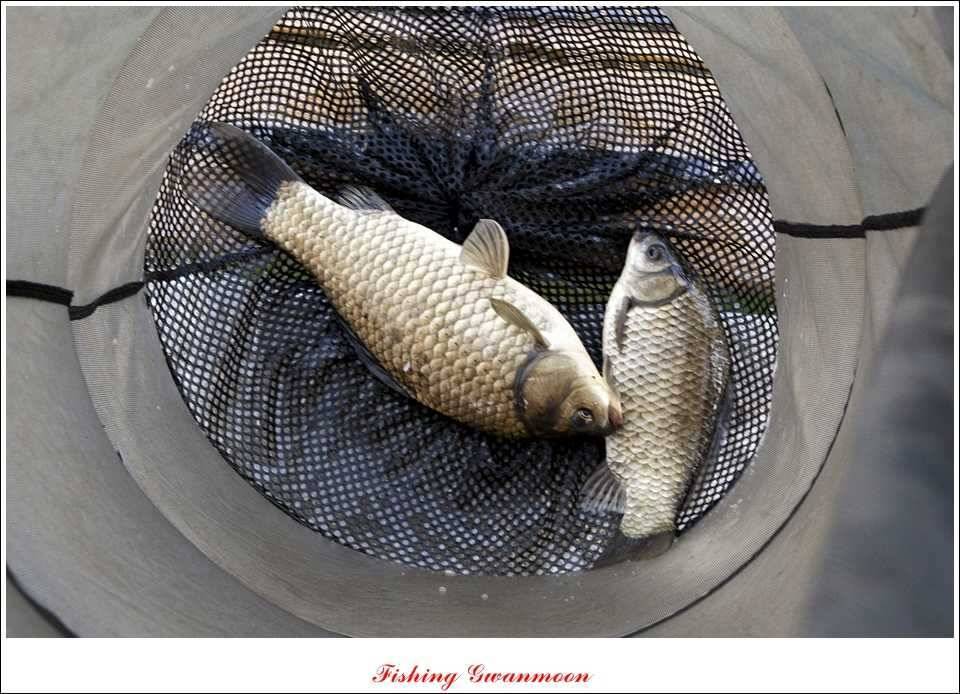 대류 한버들 45 cm44 cm36 cm화곡지 월척들 (조황조행기 - 특파원조황)