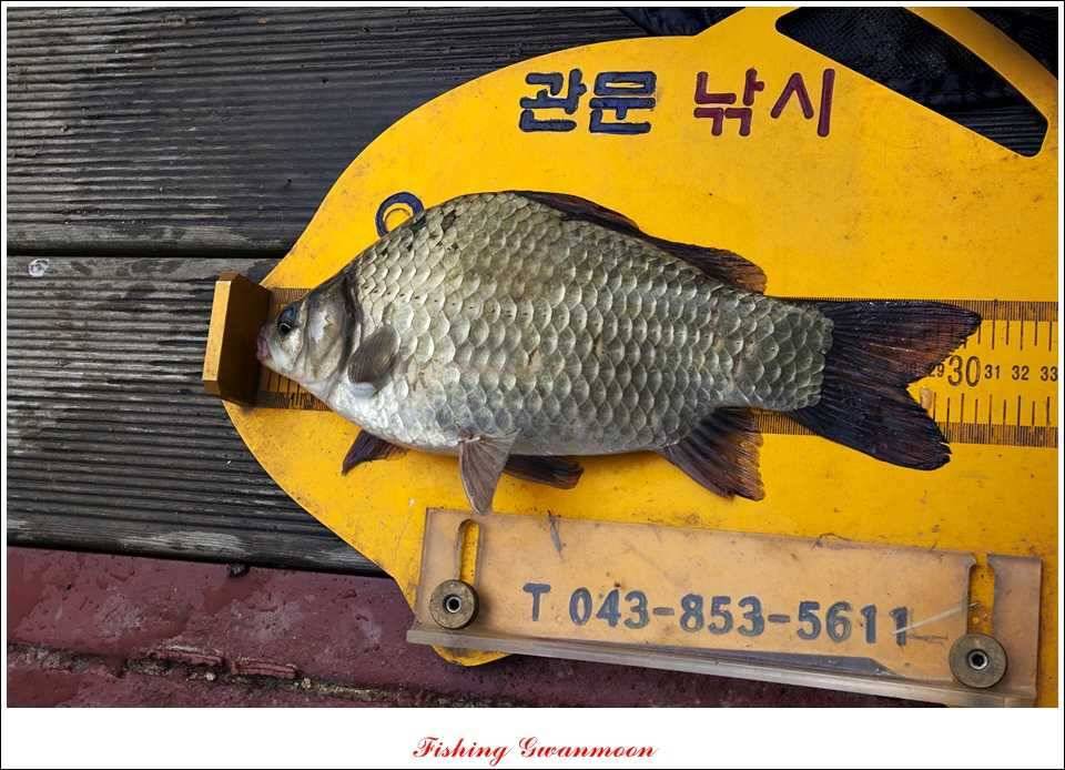 솔 낚시터 사짜38 cm칠성지 사짜 (조황조행기 - 특파원조황)