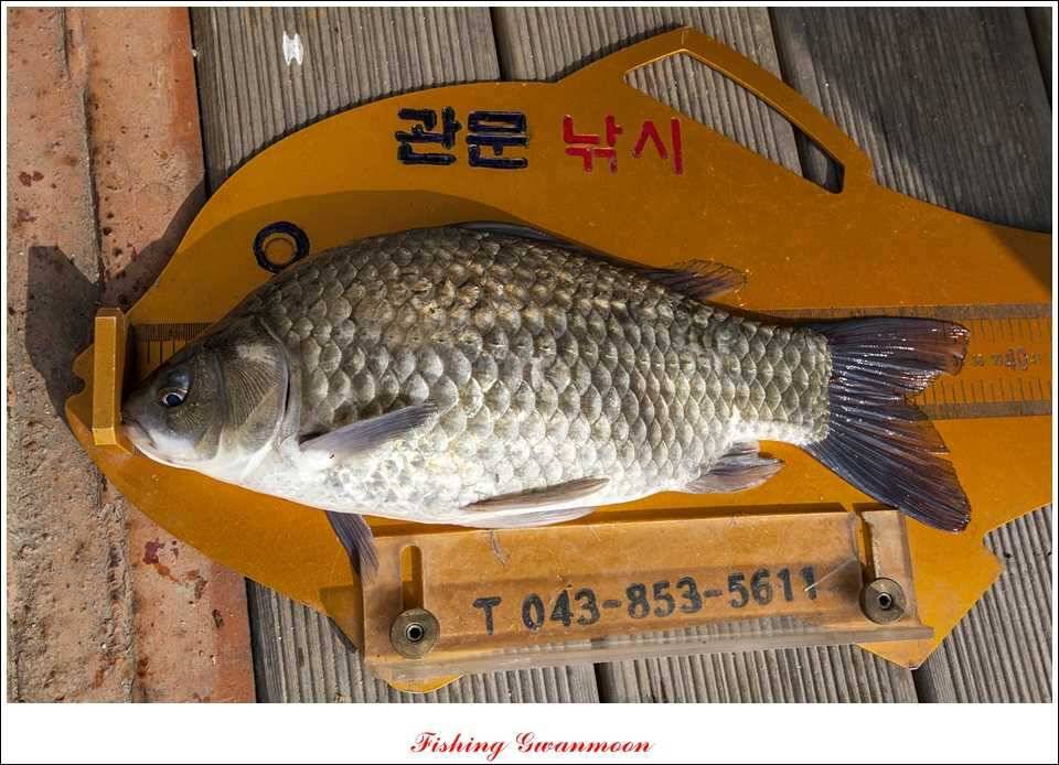 솔 낚시터 사짜38 cm칠성지 사짜 (조황조행기 - 특파원조황)