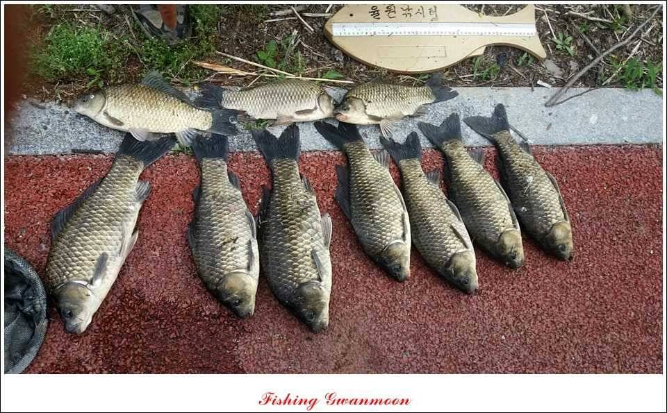 솔 낚시터 사짜38 cm칠성지 사짜 (조황조행기 - 특파원조황)
