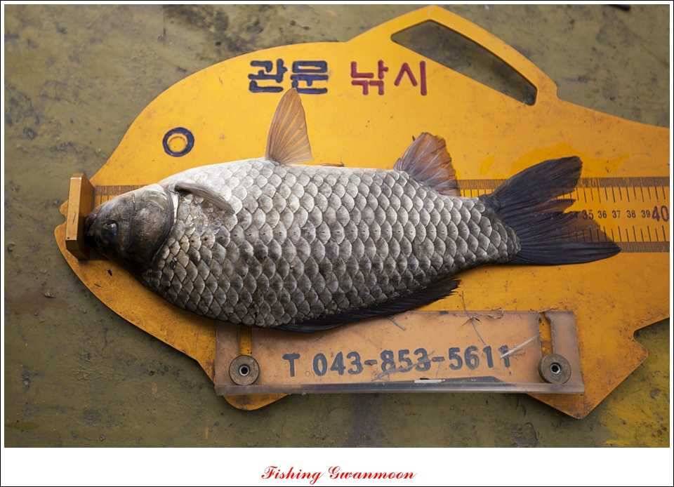 병호 37 cm추평지 사짜 대물들 (조황조행기 - 특파원조황)