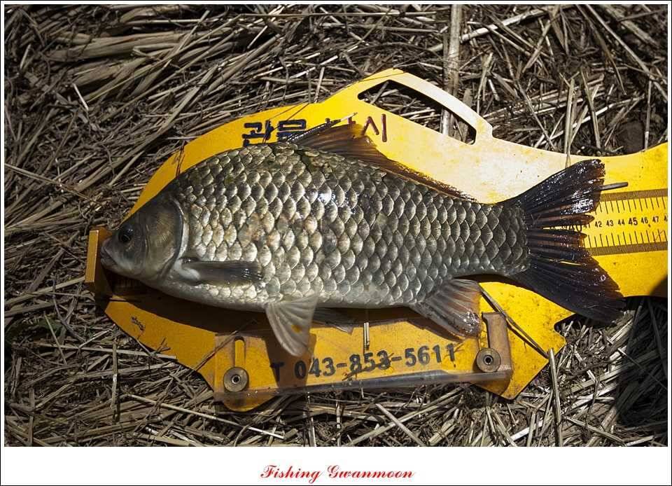병호 37 cm추평지 사짜 대물들 (조황조행기 - 특파원조황)