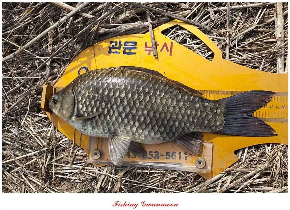 병호 37 cm추평지 사짜 대물들 (조황조행기 - 특파원조황)