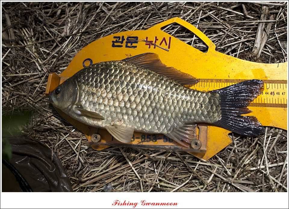 병호 37 cm추평지 사짜 대물들 (조황조행기 - 특파원조황)