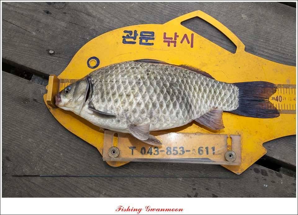 대류 한버들 사짜 및 치어 방류 (조황조행기 - 특파원조황)