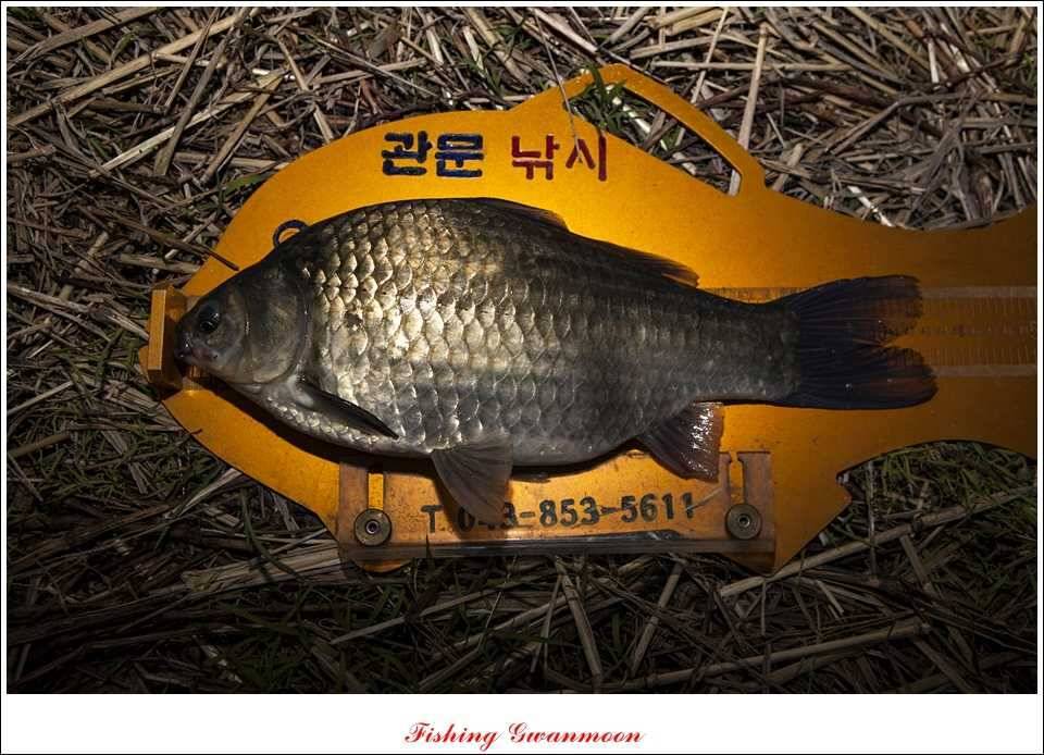 대류 한버들 395 cm추평지 사짜 (조황조행기 - 특파원조황)