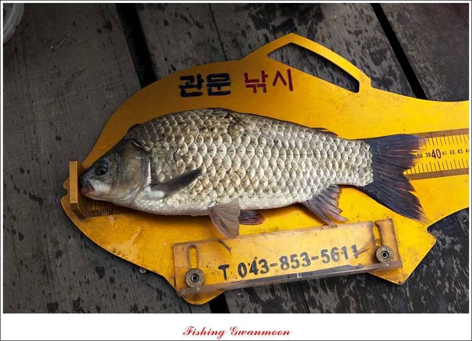 대류 한버들 395 cm추평지 사짜 (조황조행기 - 특파원조황)