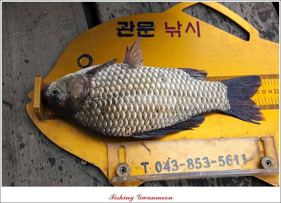 대류 한버들 395 cm추평지 사짜 (조황조행기 - 특파원조황)