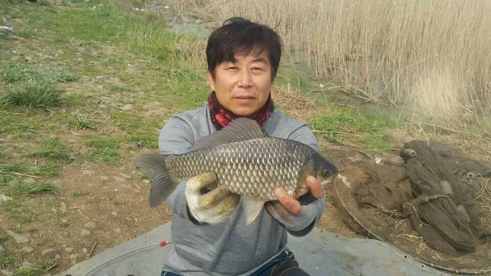 410 부남호 4짜급 대물붕어 및 허리급 마릿수 주말 조황 (조황조행기 - 특파원조황)