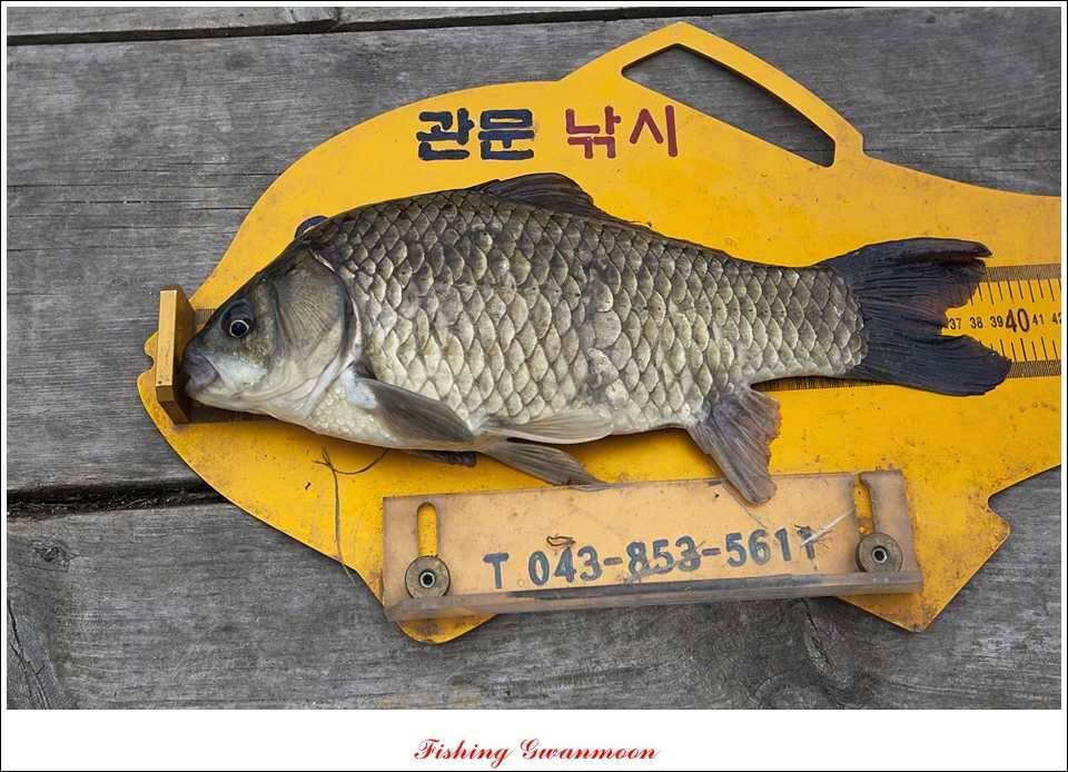 충주호 노지 435 cm한버들 월척병호 월척화곡지 월척들 (조황조행기 - 특파원조황)