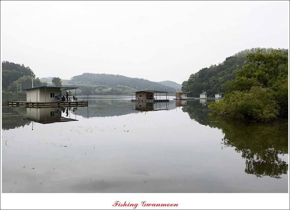 충주호 노지 435 cm한버들 월척병호 월척화곡지 월척들 (조황조행기 - 특파원조황)