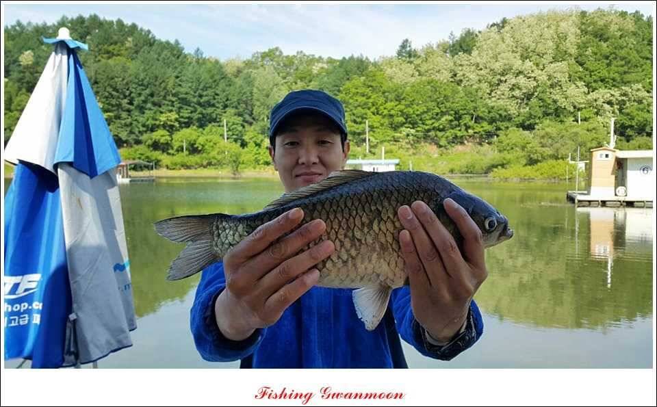 충주호 노지 435 cm한버들 월척병호 월척화곡지 월척들 (조황조행기 - 특파원조황)