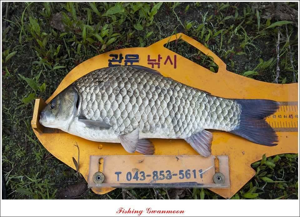 충주호 노지 435 cm한버들 월척병호 월척화곡지 월척들 (조황조행기 - 특파원조황)