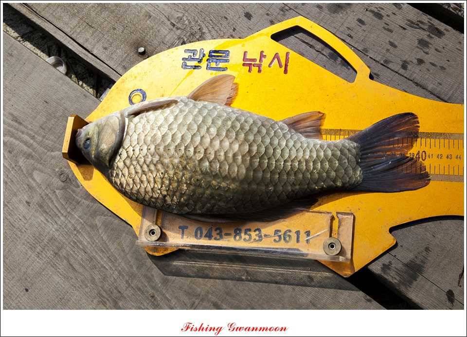 대류 한버들 41 cm 대물 (조황조행기 - 특파원조황)