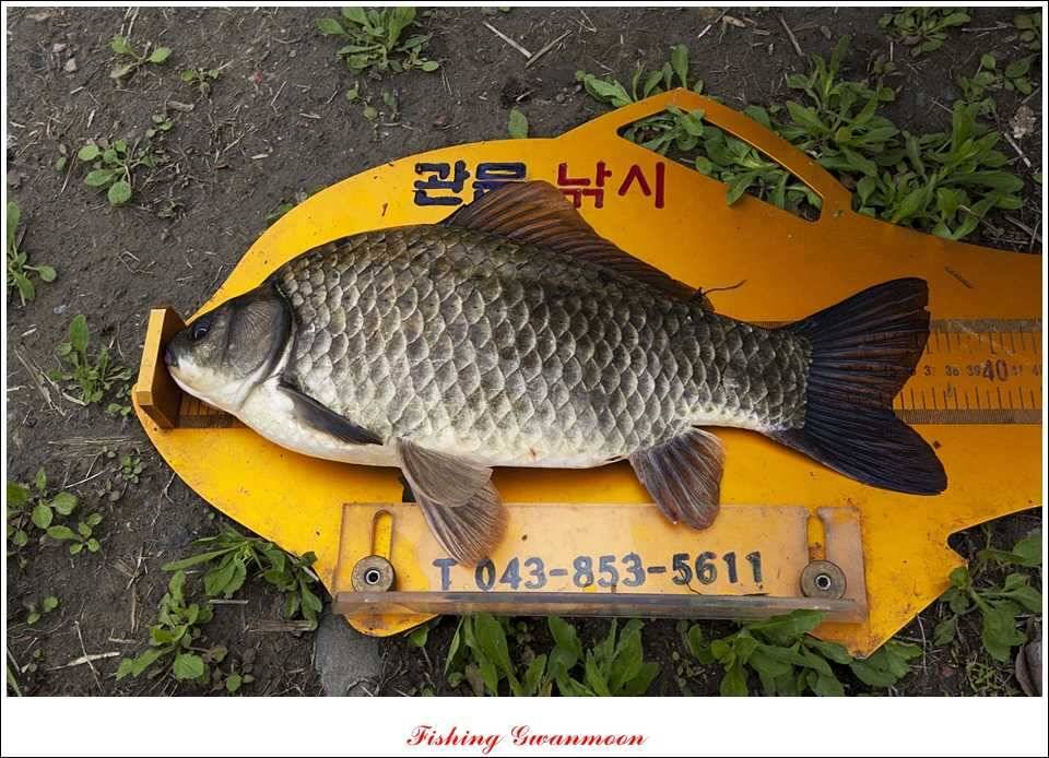 달천강 사짜추평지 사짜칠성지 사짜 (조황조행기 - 특파원조황)