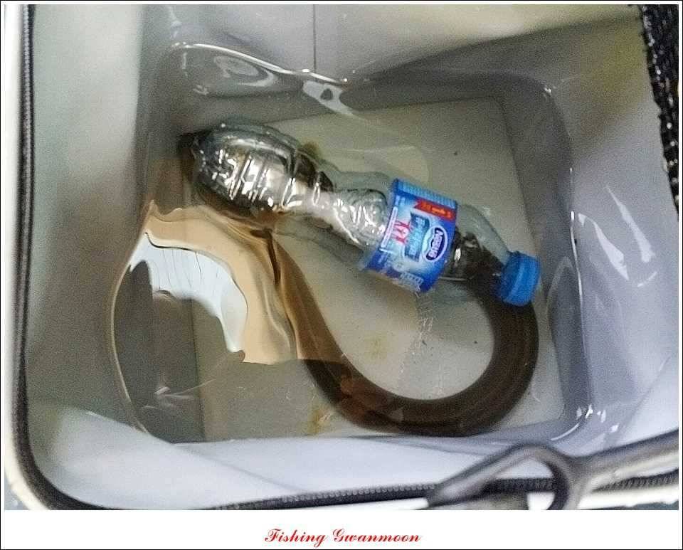 늘푸른 13 kg 장어 소식 (조황조행기 - 특파원조황)