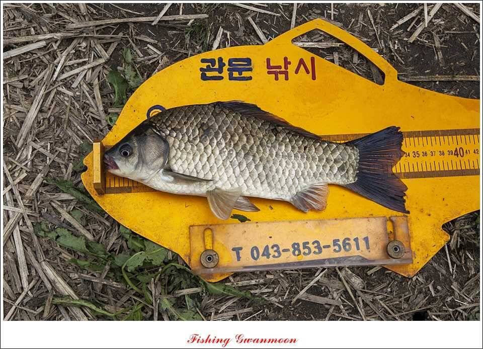 달천강 사짜추평지 사짜칠성지 사짜 (조황조행기 - 특파원조황)