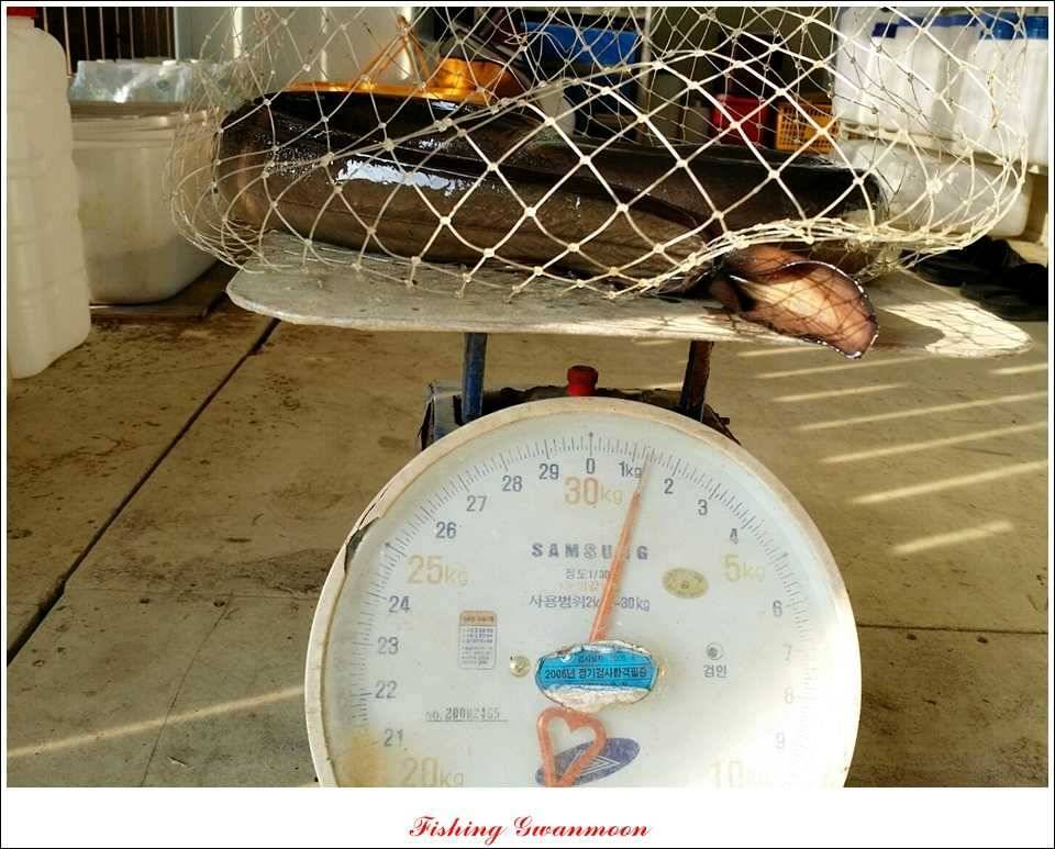 늘푸른 13 kg 장어 소식 (조황조행기 - 특파원조황)