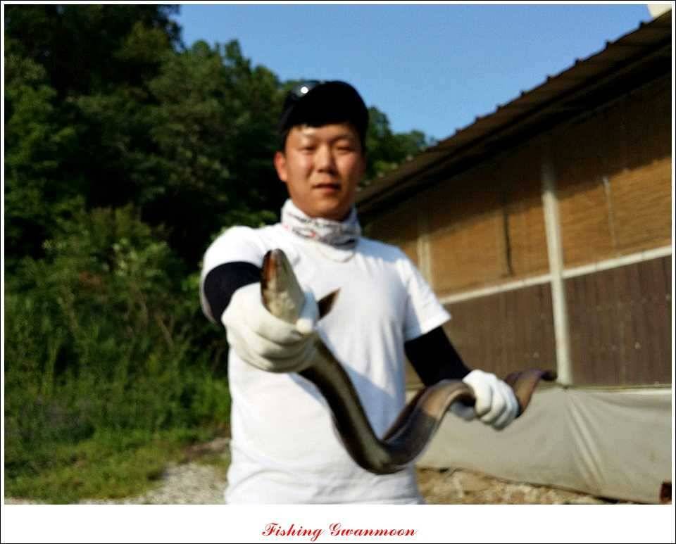 늘푸른 13 kg 장어 소식 (조황조행기 - 특파원조황)