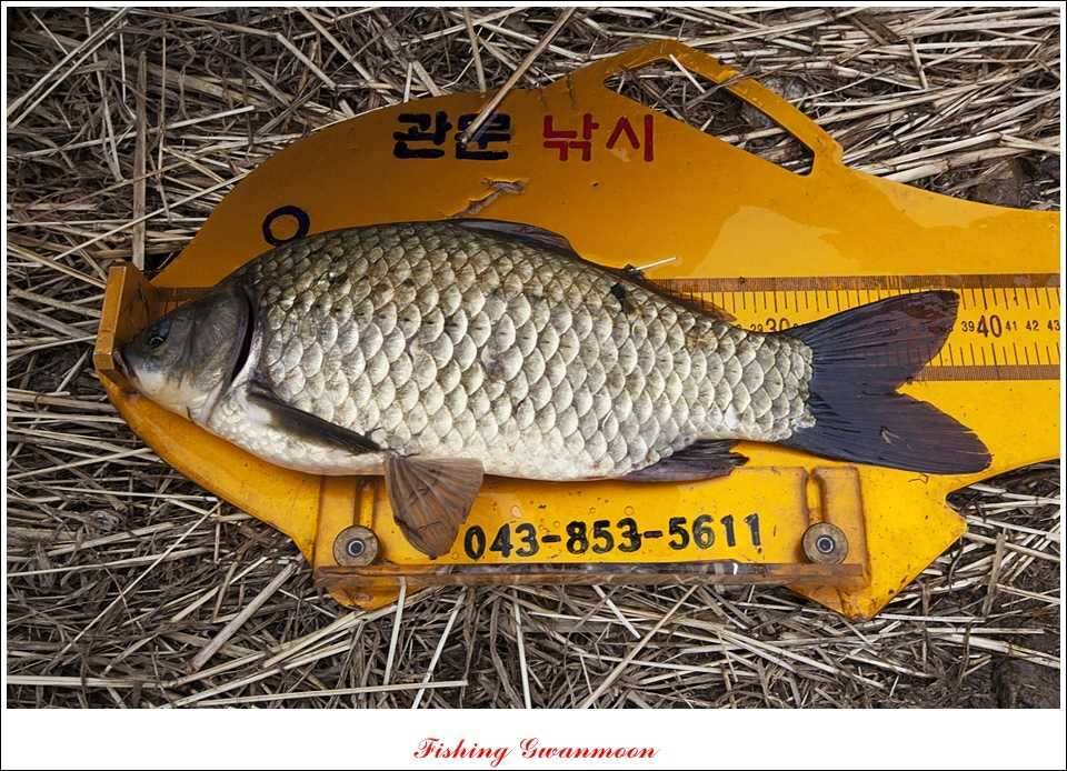 달천강 사짜추평지 사짜칠성지 사짜 (조황조행기 - 특파원조황)