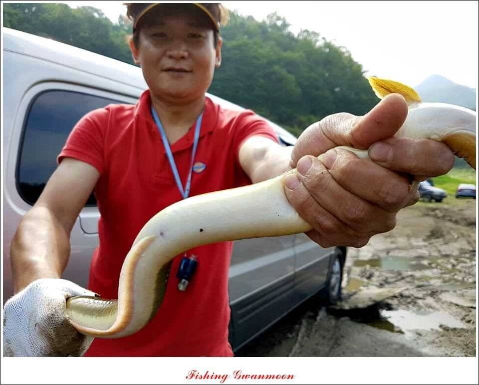 대류 한버들 455 cm늘푸른 장어솔 월척 (조황조행기 - 특파원조황)