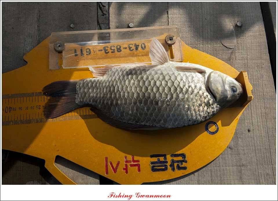 대류 한버들 435 cm39 cm38 cm돌감병호 조황 (조황조행기 - 특파원조황)