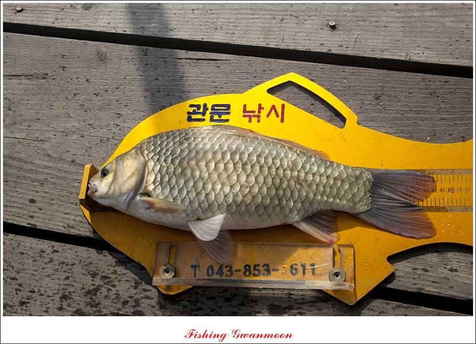 대류 한버들 435 cm39 cm38 cm돌감병호 조황 (조황조행기 - 특파원조황)