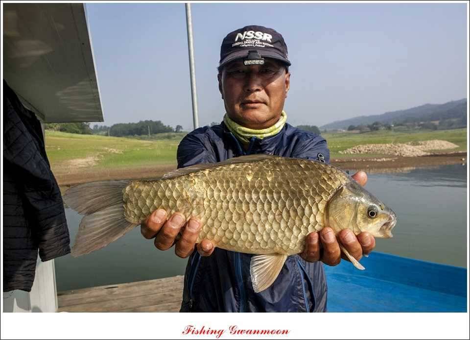 대류 한버들 435 cm39 cm38 cm돌감병호 조황 (조황조행기 - 특파원조황)