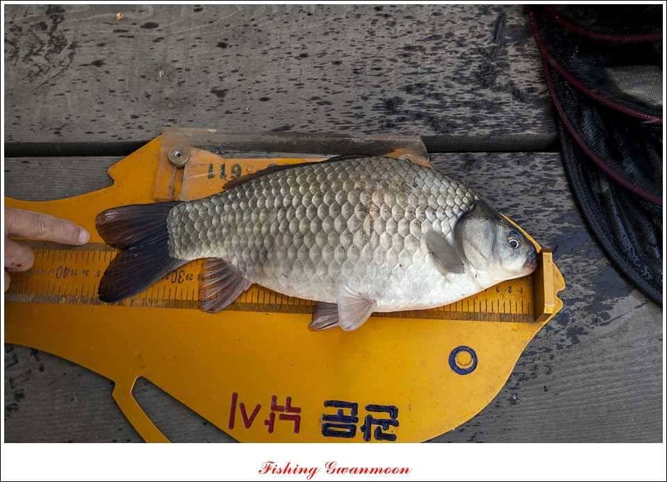 대류 한버들 435 cm39 cm38 cm돌감병호 조황 (조황조행기 - 특파원조황)