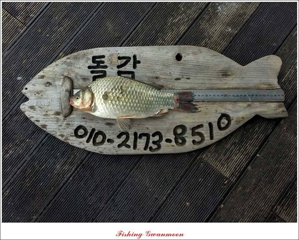 대류 한버들 435 cm39 cm38 cm돌감병호 조황 (조황조행기 - 특파원조황)