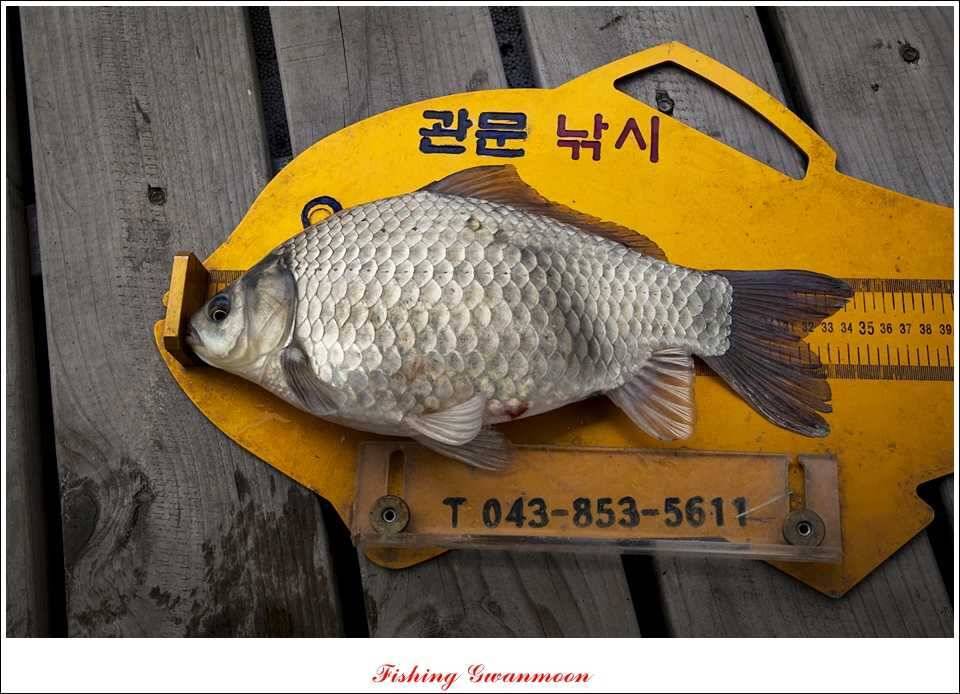 대류 한버들 45 cm 41 cm 39 cm 대물 조황 (조황조행기 - 특파원조황)