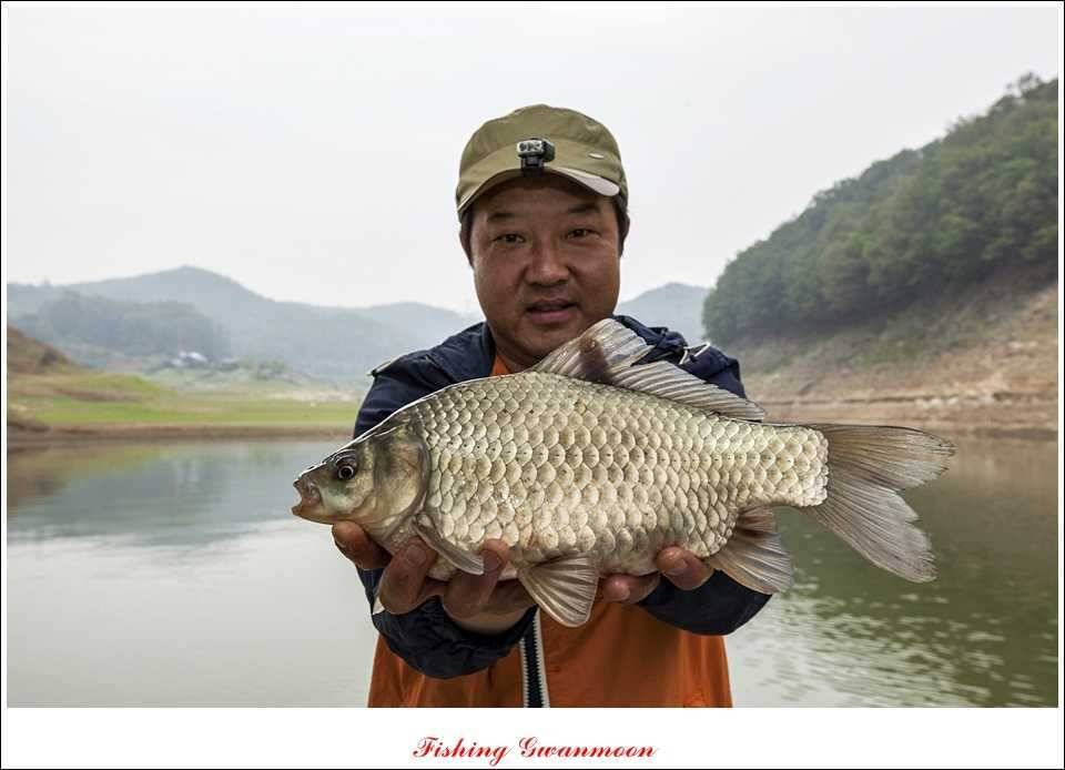 대류 한버들 45 cm 41 cm 39 cm 대물 조황 (조황조행기 - 특파원조황)