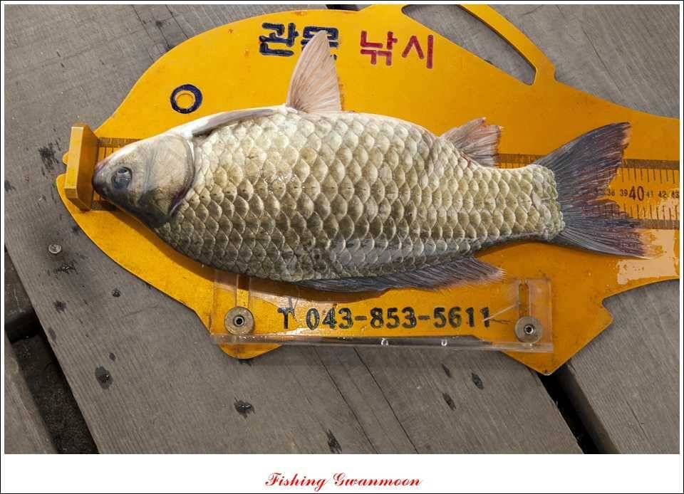 대류 한버들 45 cm 41 cm 39 cm 대물 조황 (조황조행기 - 특파원조황)
