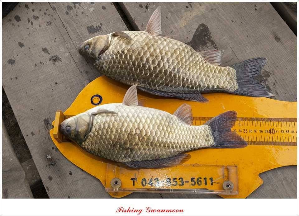 대류 한버들 45 cm 41 cm 39 cm 대물 조황 (조황조행기 - 특파원조황)