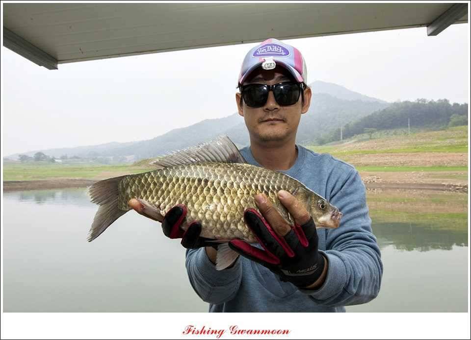 대류 한버들 45 cm 41 cm 39 cm 대물 조황 (조황조행기 - 특파원조황)
