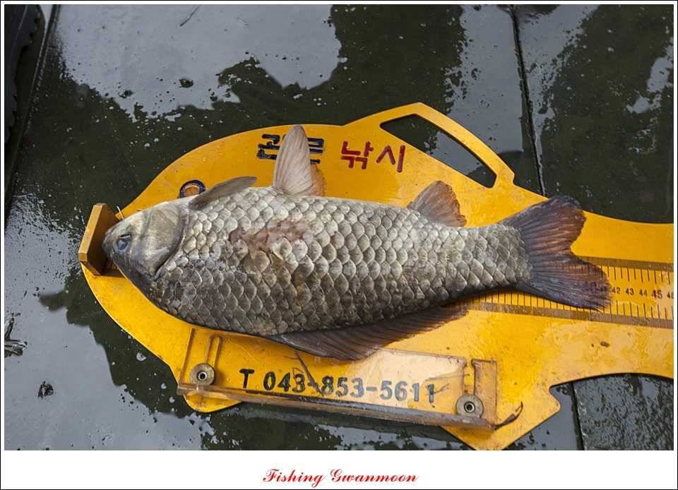 충주호 사짜화곡지 사짜추평지 사짜 (조황조행기 - 특파원조황)